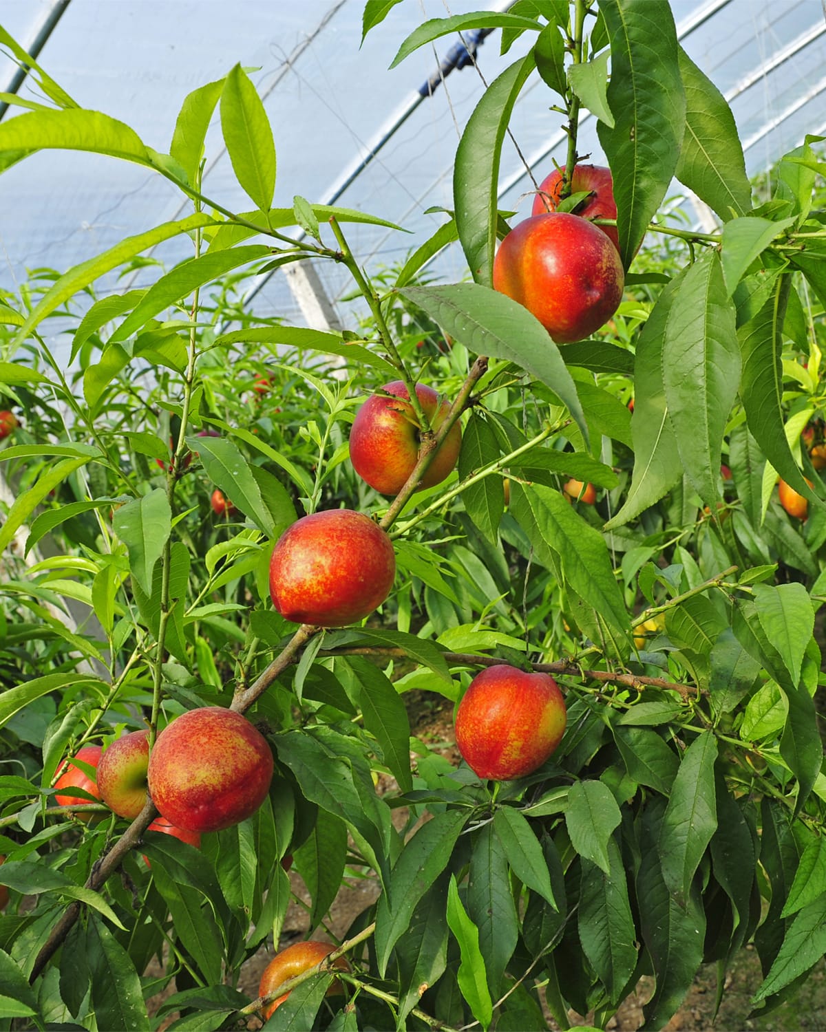 Raintree Nursery Hardired Nectarine