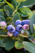 Bushel and Berry® Silver Dollar® Blueberry-Berries-Raintree Prop-1 Gallon Pot-