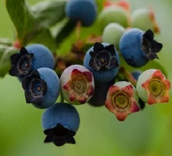 Star Blueberry-Berries-Alpha-1 Gallon Pot-