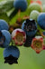 Star Blueberry-Berries-Alpha-1 Gallon Pot-