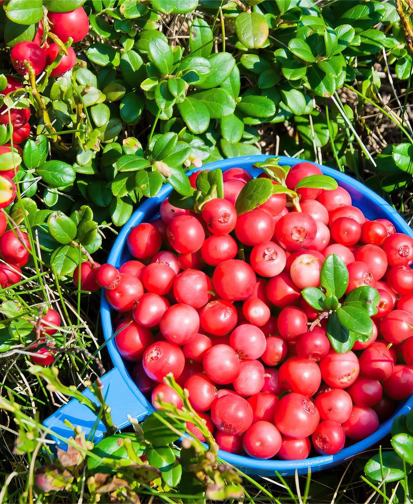 Cranberries