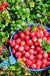 Stevens Cranberry-Berries-Raintree Prop-4" Pot-