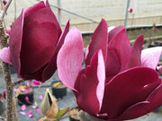 Tinkerbelle Magnolia-Ornamentals-Briggs-1 Gallon Pot-