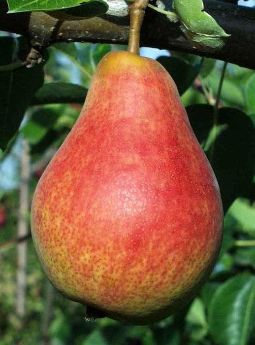 Combo European Pear Tree (4 varieties) - Raintree Nursery