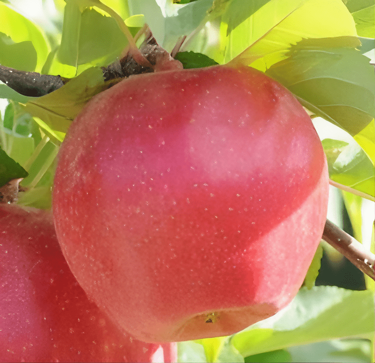 Magic Apple Fresh Sunrise Magic® Apple - Raintree Nursery