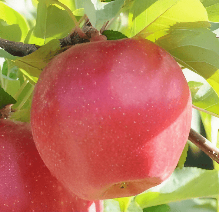 Sunrise Magic® Apple