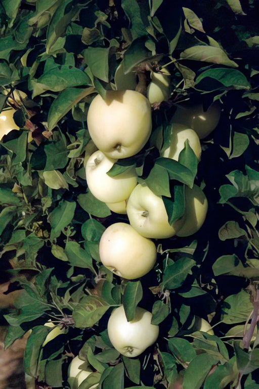 Apple Fruits, varieties, production, seasonality