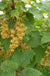 White Imperial White Currant-Berries-Whitman-1-2' Plant-