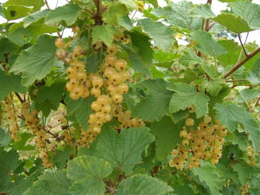 White Imperial White Currant-Berries-Whitman-1-2' Plant-