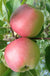 William's Pride Apple-Fruit Trees-Biringer-