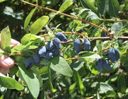 Yezberry® MAXIE™-Berries-Raintree Prop-2 Quart Pot-