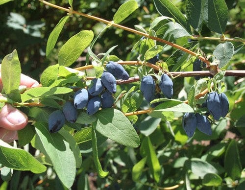 Yezberry® MAXIE™-Berries-Raintree Prop-2 Quart Pot-