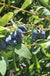Yezberry® MAXIE™-Berries-Raintree Prop-2 Quart Pot-