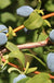 Yezberry® SOLO™-Berries-Raintree Prop-2 Quart Pot-