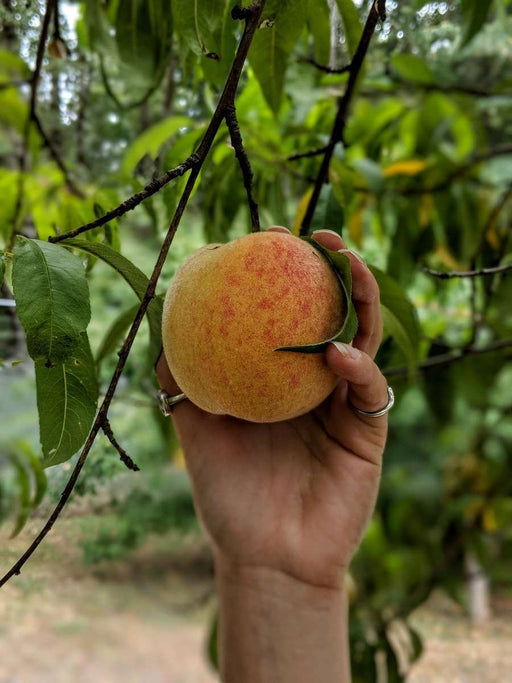 Frost Peach - Raintree Nursery