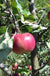 Cosmic Crisp and Melrose Apple Bundle (3 Trees)-Raintree Nursery-4'-5' Bareroot-