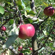 Honeycrisp and Melrose Apple Bundle (3 Trees)-Raintree Nursery-4'-5' Bareroot-