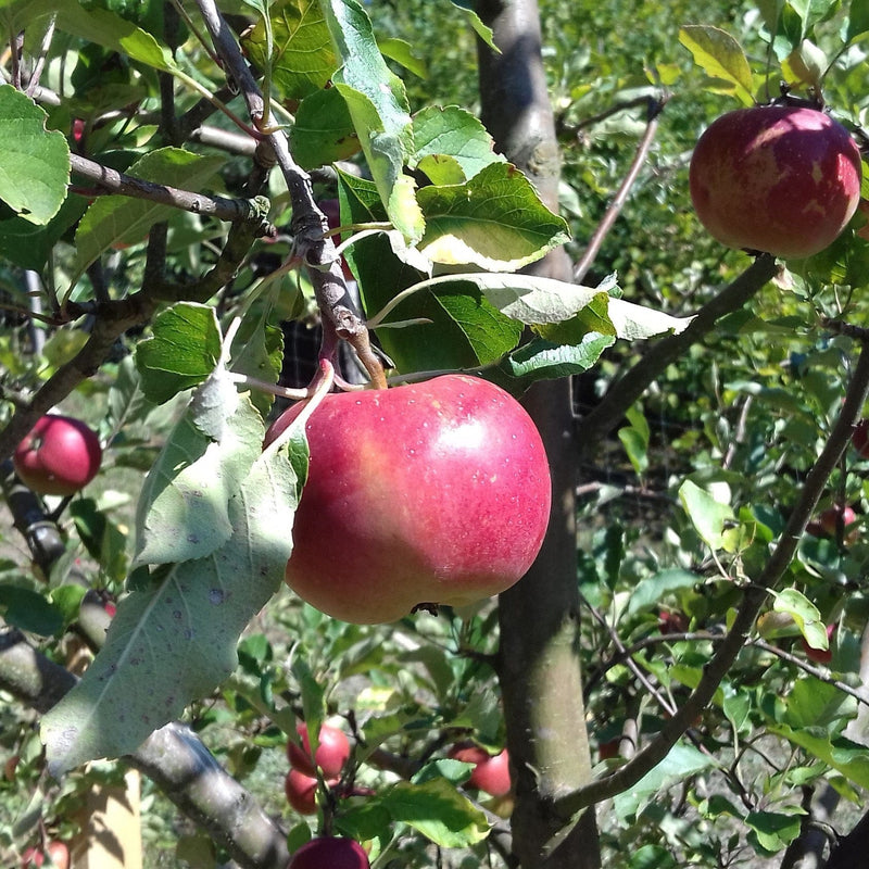 Honeycrisp and Melrose Apple Bundle (3 Trees)-Raintree Nursery-4'-5' Bareroot-