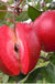 Redlove® Calypso Apple-Fruit Trees-North Woods-1 Gallon Pot-