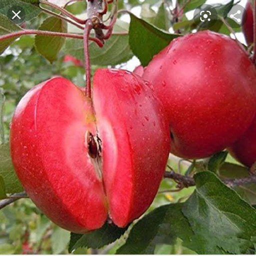 Red Rome Apple Trees For Sale at Ty Ty Nursery