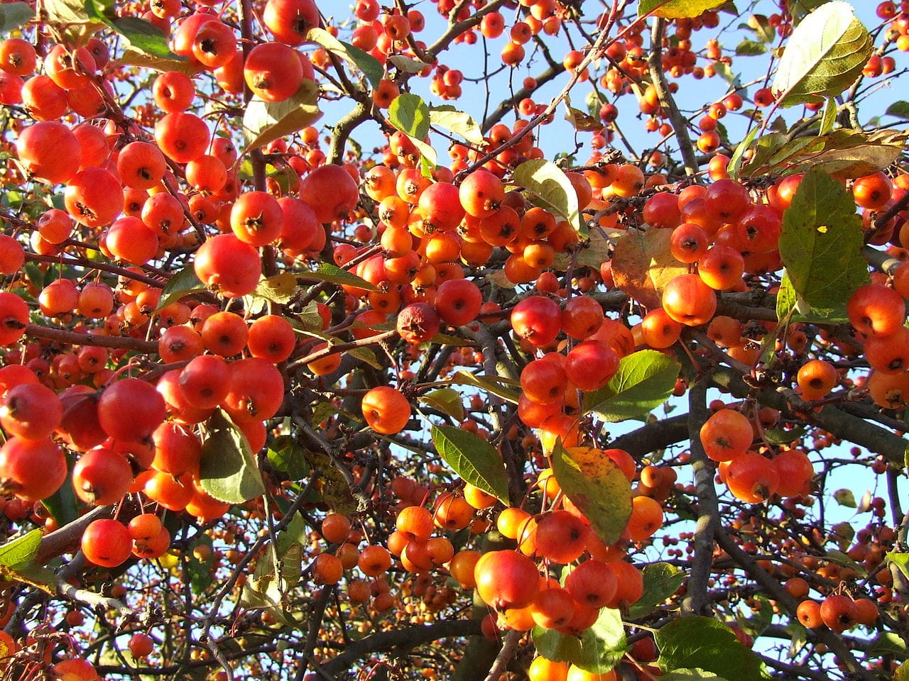 Mini Apple Trees | Compact Malus domestica Varieties | Raintree Nursery