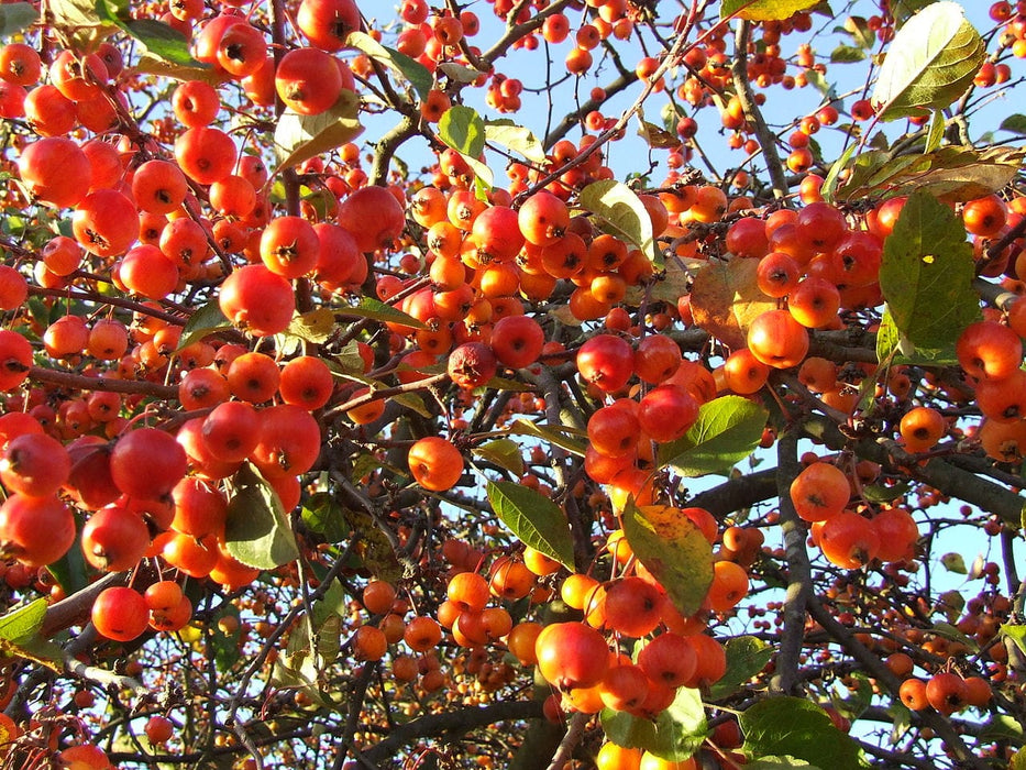 Evereste Crabapple-Fruit Trees-Biringer-