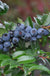 Evergreen Huckleberry-Berries-Alpha-