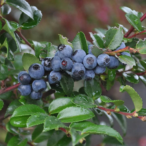 Evergreen Huckleberry-Berries-Alpha-
