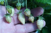White Soul Alpine Strawberry - Raintree Nursery