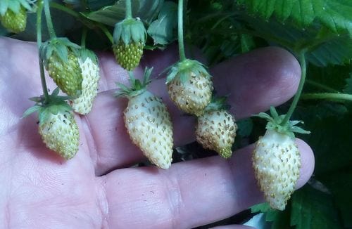 white alpine strawberry seeds White Soul Alpine Strawberry