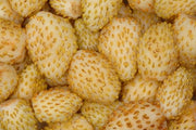 Yellow Wonder Alpine Strawberry - Raintree Nursery