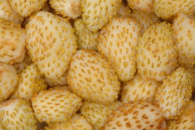 Yellow Wonder Alpine Strawberry - Raintree Nursery