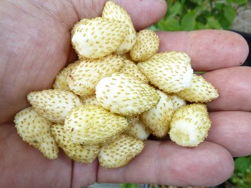pineapple strawberry seeds Pineapple Crush Alpine Strawberry