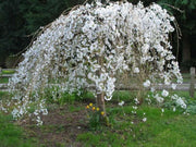 Weeping Santa Rosa Plum - Raintree Nursery