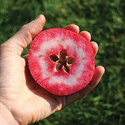 Redlove® Odysso-Fruit Trees-North Woods-1 Gallon Pot-