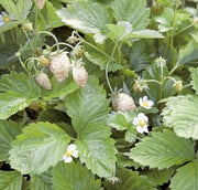 White Solemacher Alpine Strawberry - Raintree Nursery
