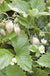 White Solemacher Alpine Strawberry - Raintree Nursery