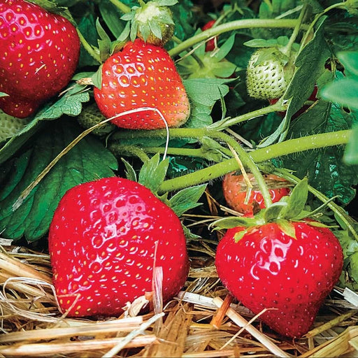 Eclair Strawberry-Berries-Koppes-25 Bareroot Crowns-