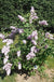 Belle De Nancy Lilac-Ornamentals-Biringer-12-24" Plant-