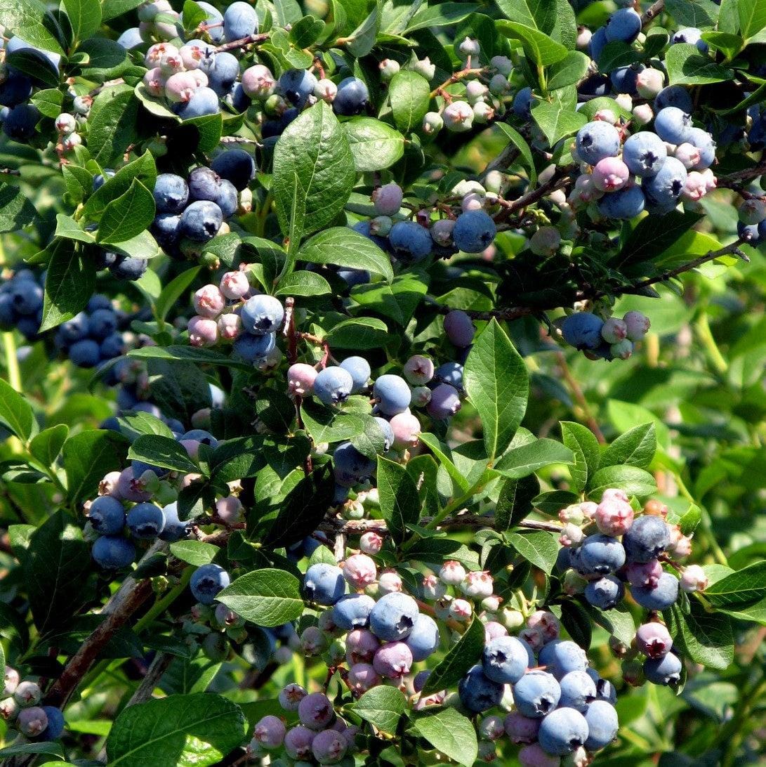 Buy Blueberry Bush Blueberries Online Raintree Nursery