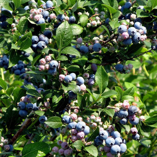 Bless Your Heart™ Blueberry-Berries-Alpha-1 Gallon Pot-