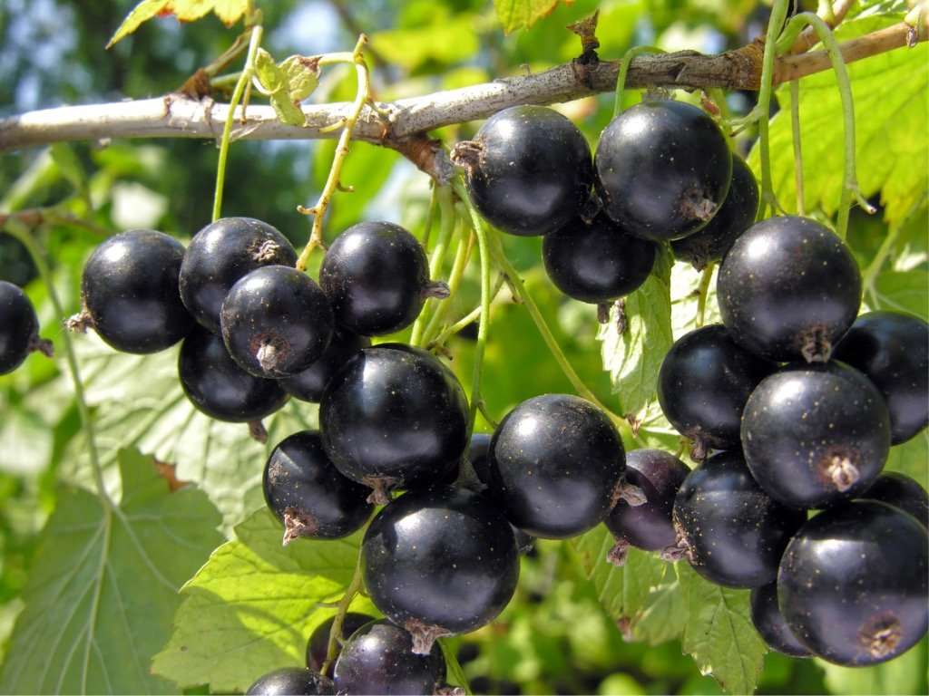 Currant Plants For Sale from Raintree Nursery