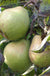 Johantorp European Pear - Raintree Nursery