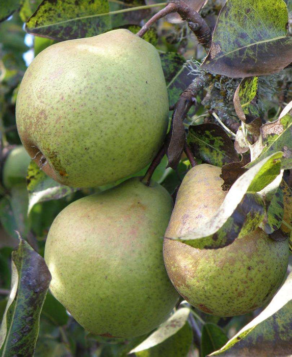 Johantorp European Pear - Raintree Nursery