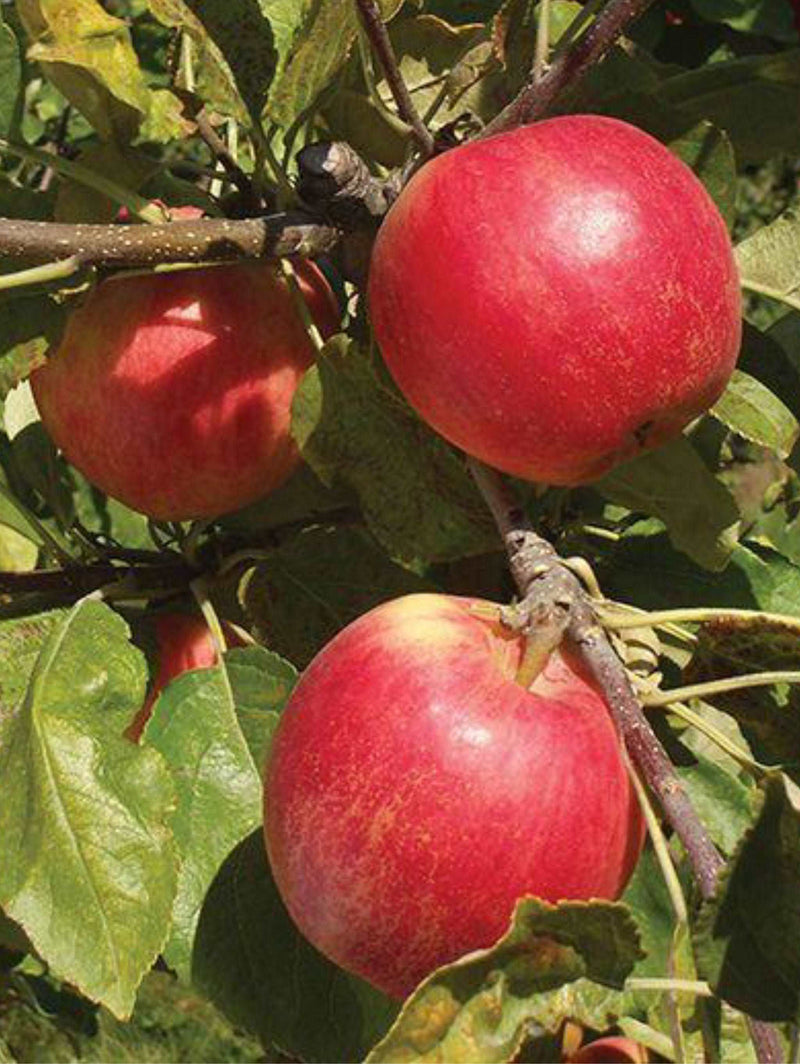 Sansa Apple - Raintree Nursery