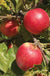 Sansa Apple - Raintree Nursery