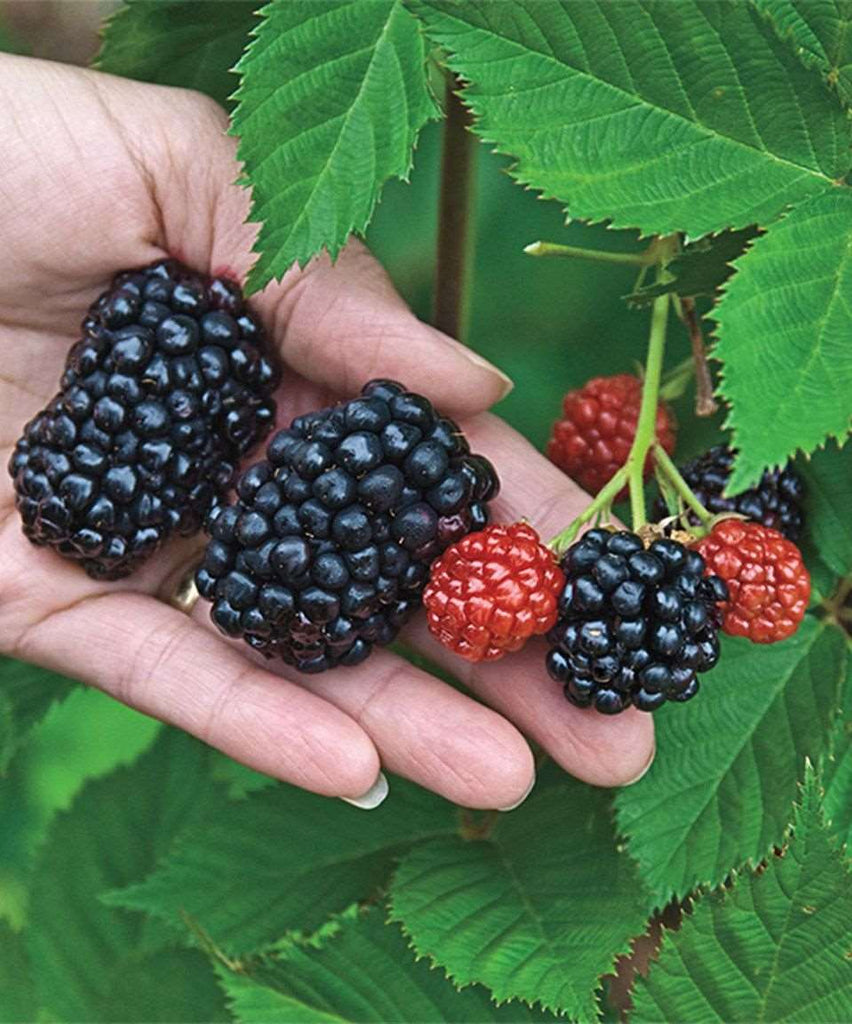Kiowa Blackberry — Raintree Nursery