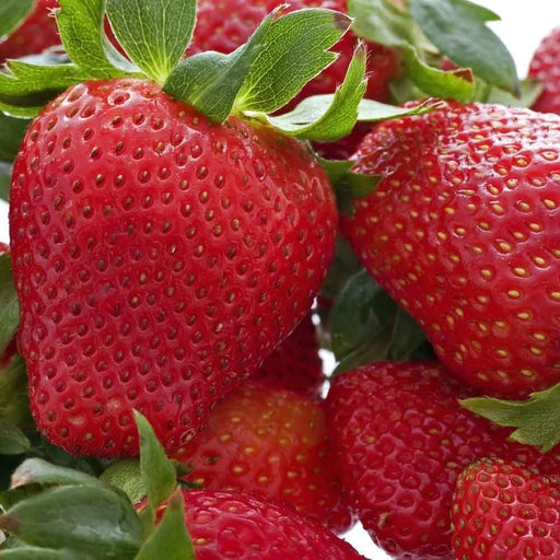 Honeoye Strawberry Bundle (2 packs)-Berries-Koppes-25 Bareroot Crowns-