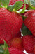 Honeoye Strawberry-Berries-Koppes-25 Bareroot Crowns-