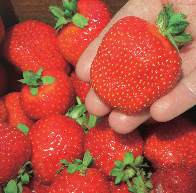 Ft. Laramie Strawberry-Berries-Koppes-25 Bareroot Crowns-